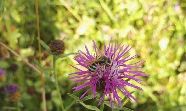 Donaupark wird zum Insektenparadies