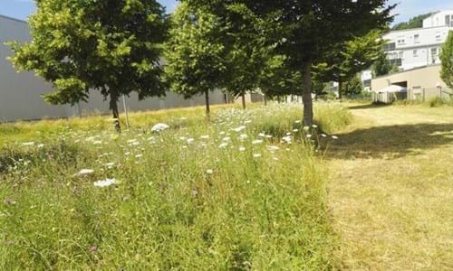 Im Donaupark wird abschnittsweise gemäht.